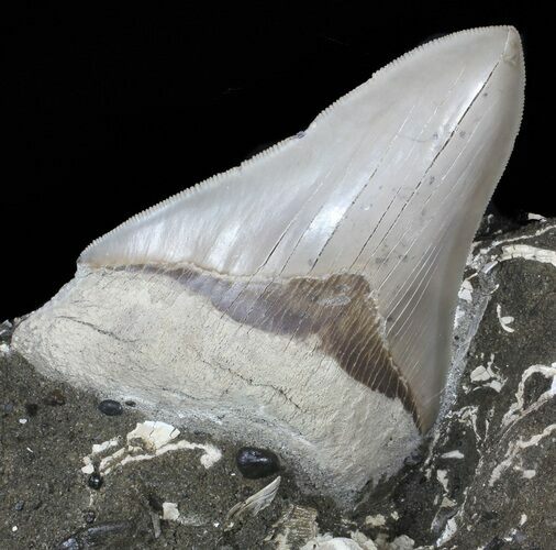 Aurora Megalodon Tooth Still Embedded In Rock - Lee Creek #62641
